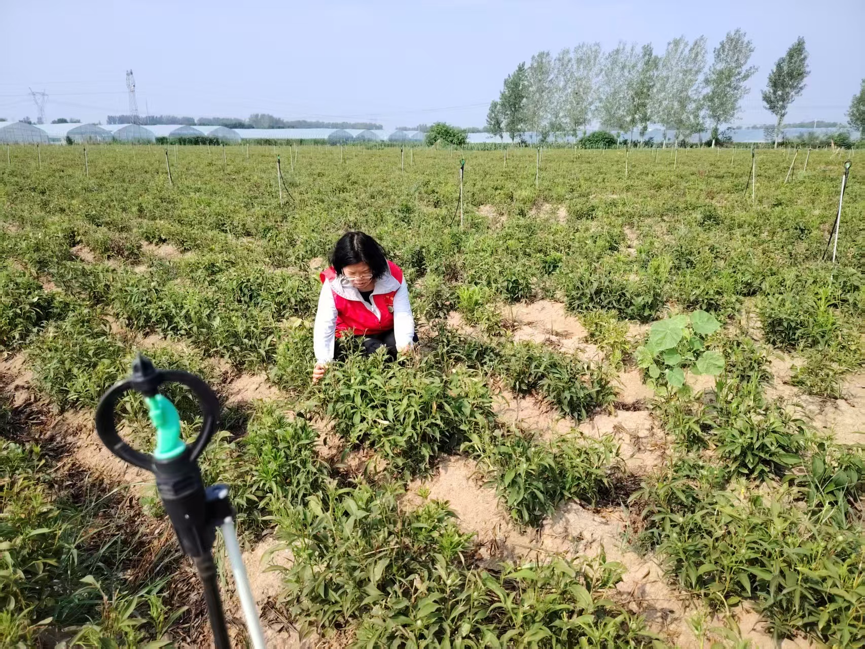 用科技力量守護“道地藥香” 助力“中國藥谷”建設(shè)