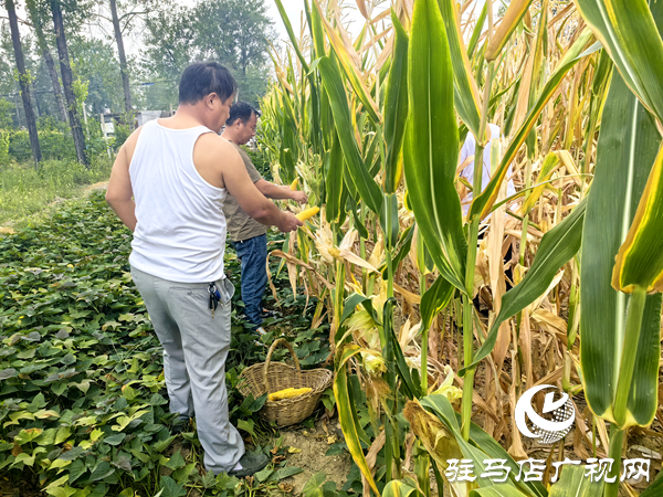 平輿縣萬(wàn)金店鎮(zhèn)茨園村組干部助留守老人收春玉米