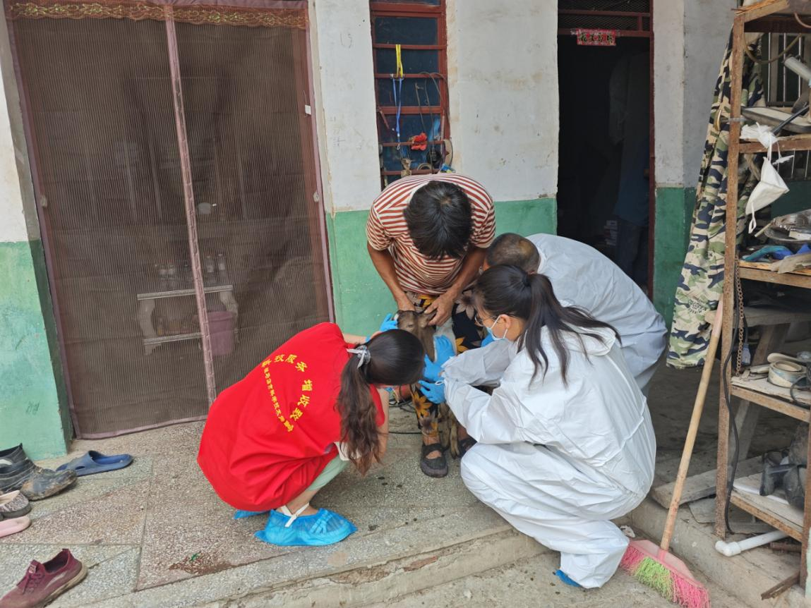 駐馬店市首席科普專家下鄉(xiāng)指導(dǎo)養(yǎng)羊戶解疫病難題