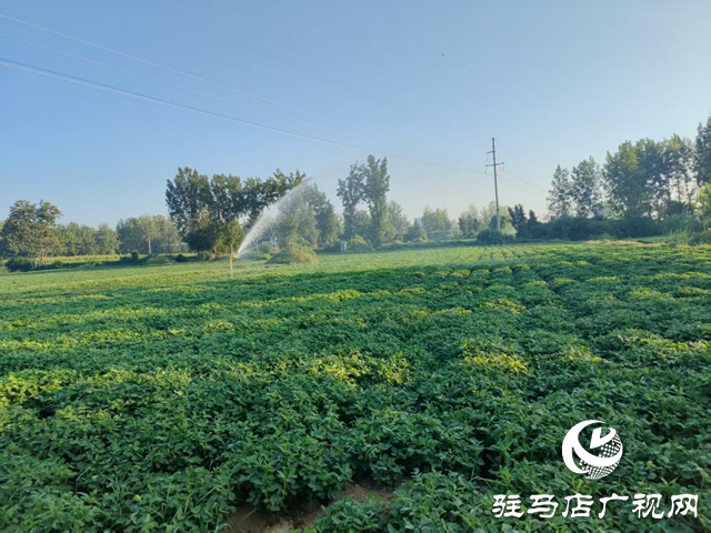 泌陽(yáng)縣賒灣鎮(zhèn):抗旱一線顯擔(dān)當(dāng) 舍魚保田為豐收