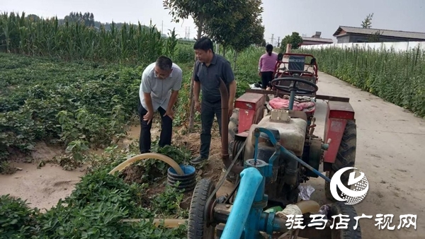 平輿縣清河街道：多措并舉抗旱保秋保豐收