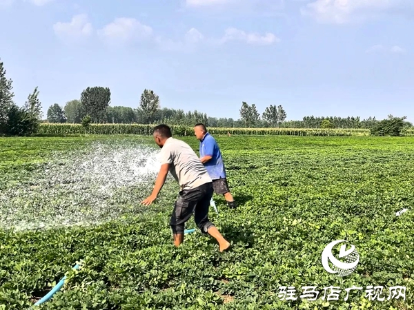 平輿縣西洋店鎮(zhèn)：干群同心戰(zhàn)旱情 保水護秋穩(wěn)民生