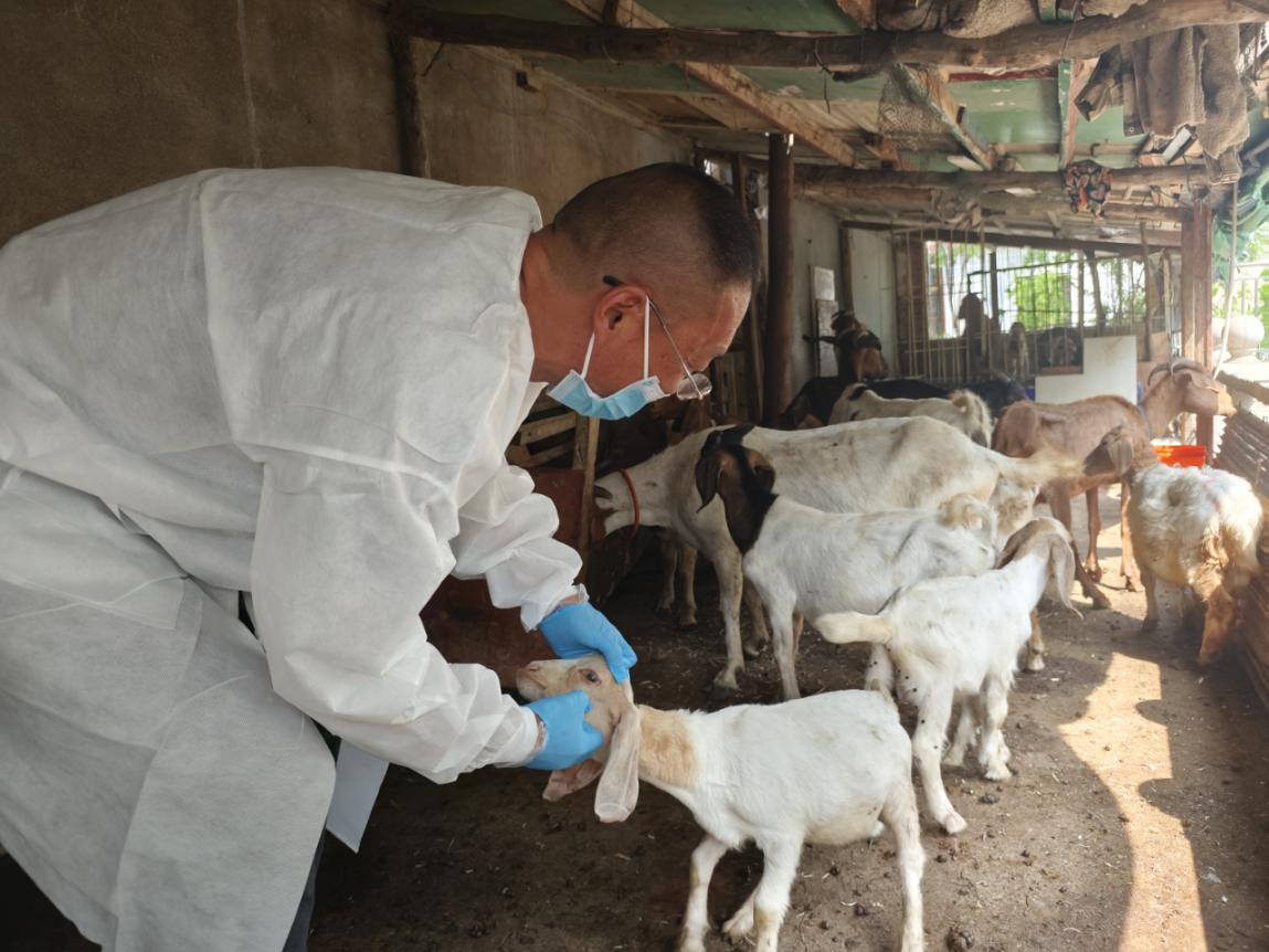 駐馬店市首席科普專家下鄉(xiāng)指導(dǎo)養(yǎng)羊戶解疫病難題