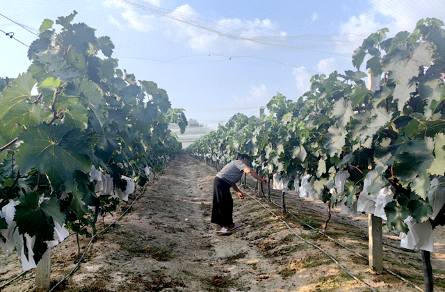驛城區(qū)沙河店鎮(zhèn)楊莊村：葡萄藤下好光景