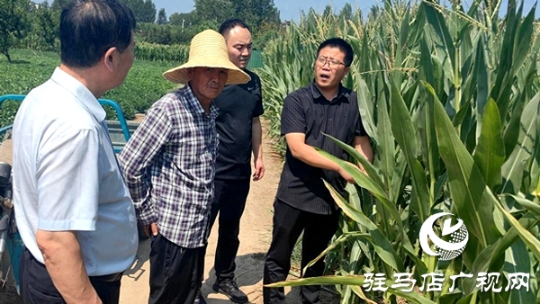 平輿縣清河街道：多措并舉抗旱保秋保豐收