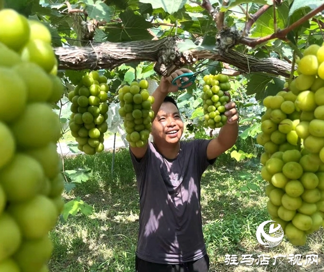 葡萄豐收采摘忙 “甜蜜產(chǎn)業(yè)”助增收