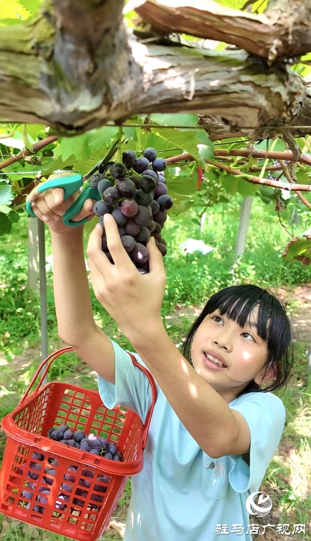 葡萄豐收采摘忙 “甜蜜產(chǎn)業(yè)”助增收