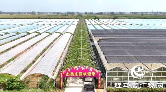 葡萄豐收采摘忙 “甜蜜產(chǎn)業(yè)”助增收