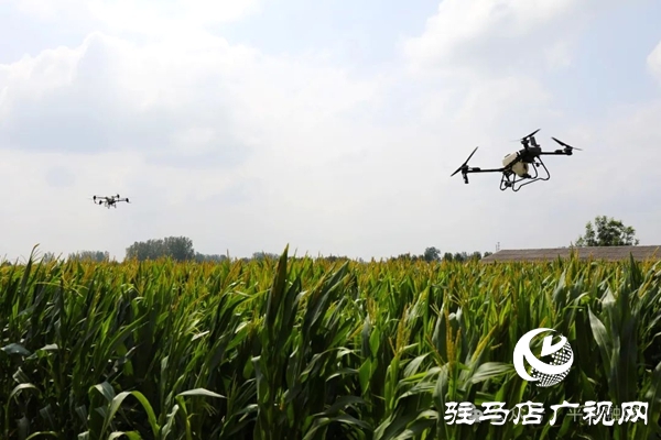 平輿縣十字路鄉(xiāng)：無人機&ldquo;空中助陣&rdquo; 科技抗旱保秋收