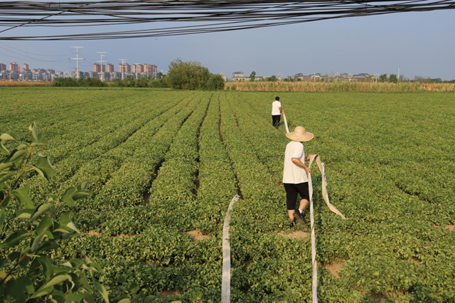 驛城區(qū)香山街道：多管齊下抗旱 千畝農(nóng)田“解渴”有盼