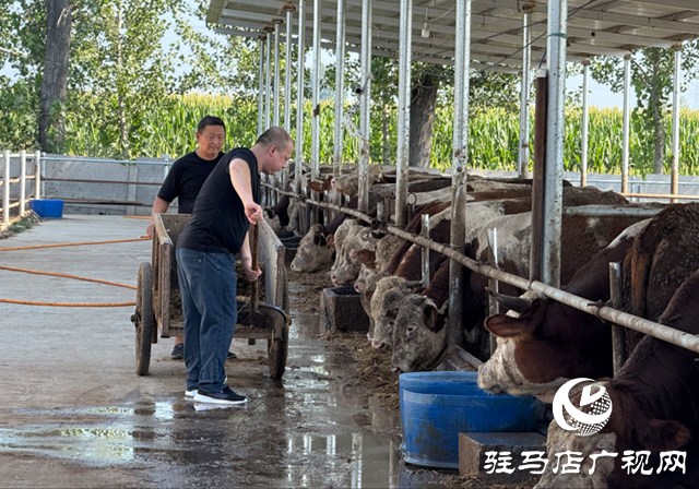 【文明風(fēng)采天中行 】從路難行到牛出名 中國好人張世中帶領(lǐng)石寨鋪蹚出振興路