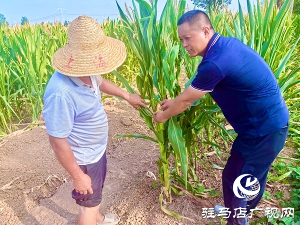 平輿縣陽城鎮(zhèn)：黨群同心戰(zhàn)旱情 實干擔當保秋收