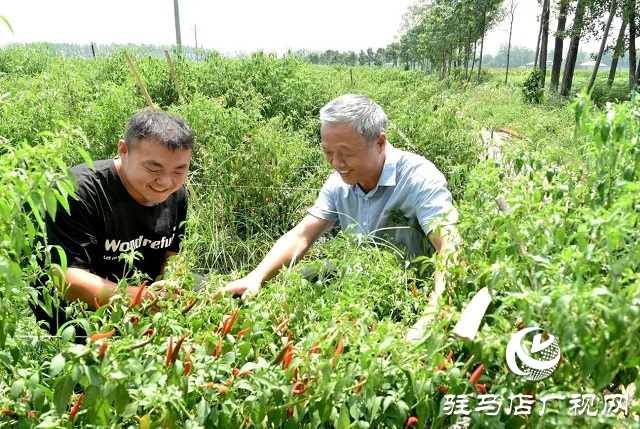 小辣椒喝上“及時(shí)水”——新蔡縣彌陀寺鄉(xiāng)積極抗旱保產(chǎn)
