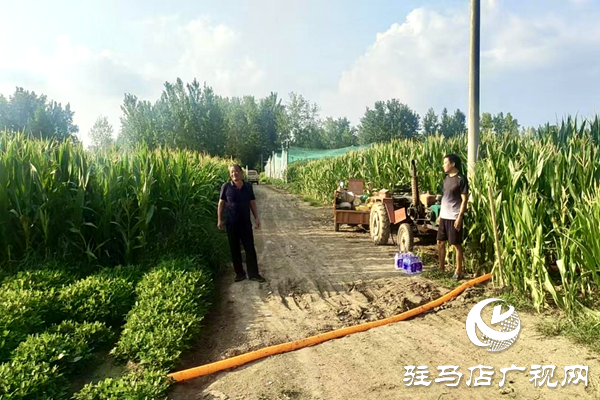 平輿縣陽城鎮(zhèn)：黨群同心戰(zhàn)旱情 實干擔當保秋收