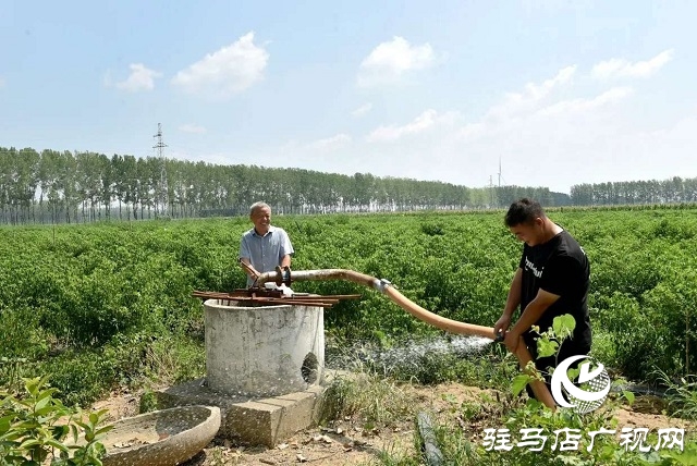 小辣椒喝上“及時(shí)水”——新蔡縣彌陀寺鄉(xiāng)積極抗旱保產(chǎn)