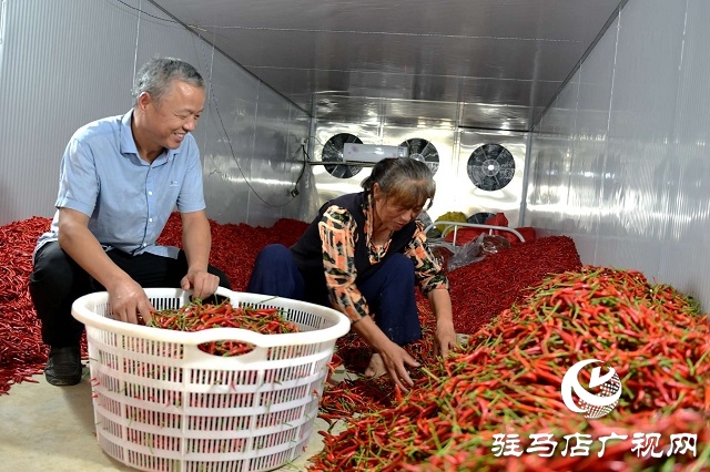 小辣椒喝上“及時(shí)水”——新蔡縣彌陀寺鄉(xiāng)積極抗旱保產(chǎn)