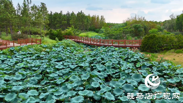 天中濕地植物園：從污水凈化到詩意棲居 勾勒生態(tài)新圖景