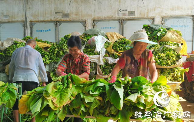 泌陽縣郭集鎮(zhèn):煙葉烘烤收尾在即 豐收?qǐng)D景漸次鋪展