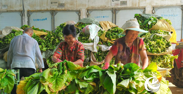 泌陽縣郭集鎮(zhèn)：煙葉烘烤進入收官季“金葉子”鋪就致富路