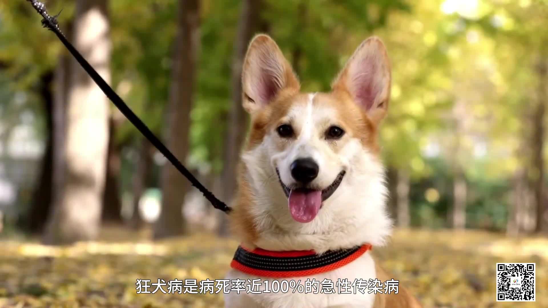 24小時(shí)開診 駐馬店市中醫(yī)院新增犬傷門診