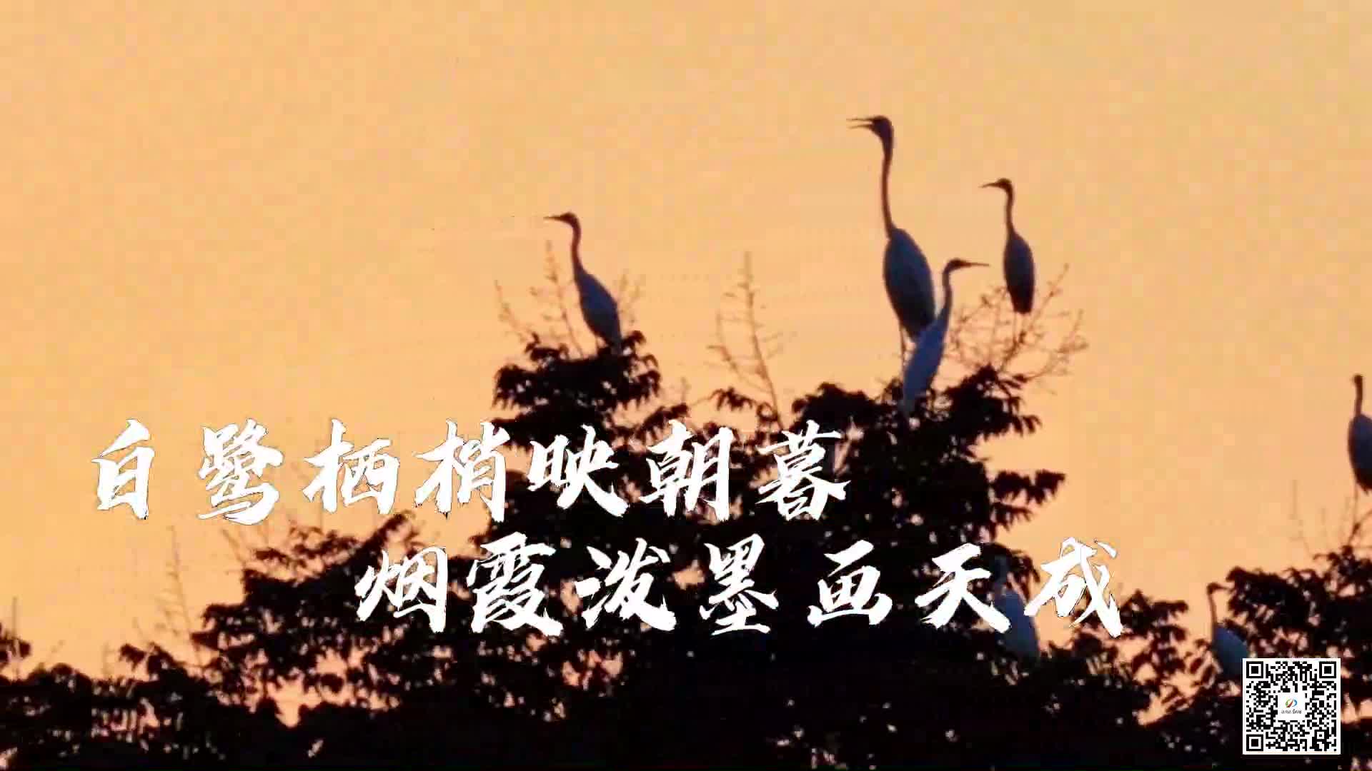 白鷺棲梢映朝暮 煙霞潑墨畫天成