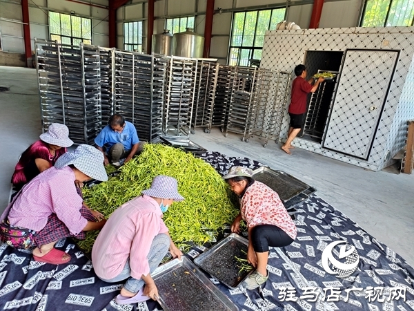 平輿縣廟灣鎮(zhèn):黃花菜產(chǎn)業(yè)鋪就村民“黃金路”