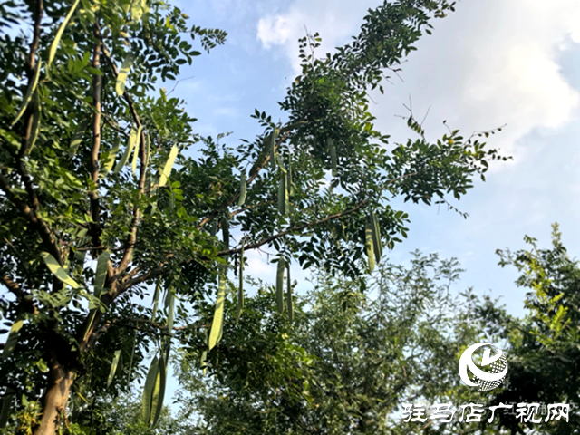 河南菡藝日化:科技賦能皂角產(chǎn)業(yè) 助力鄉(xiāng)村振興