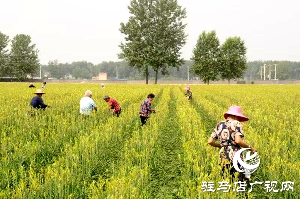 平輿縣廟灣鎮(zhèn):黃花菜產(chǎn)業(yè)鋪就村民“黃金路”