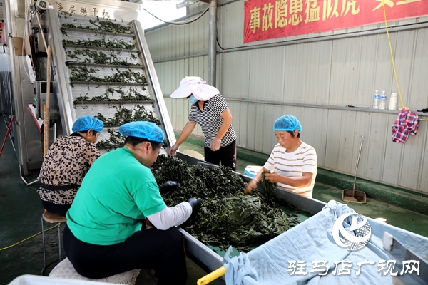 平輿縣：小芝麻葉“織”就富民大產(chǎn)業(yè)