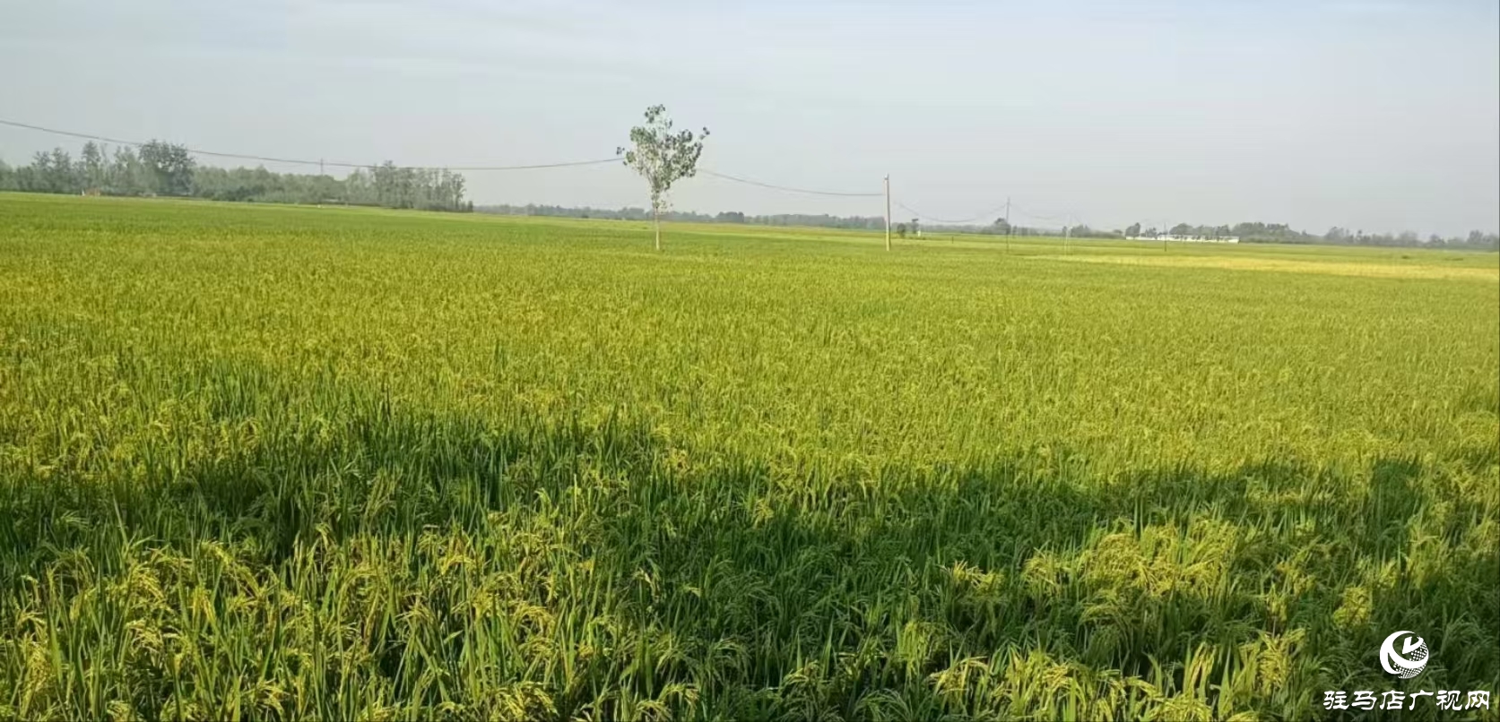 正陽縣陡溝鎮(zhèn)尚田村:百眼機井成為村民豐收的“希望井”