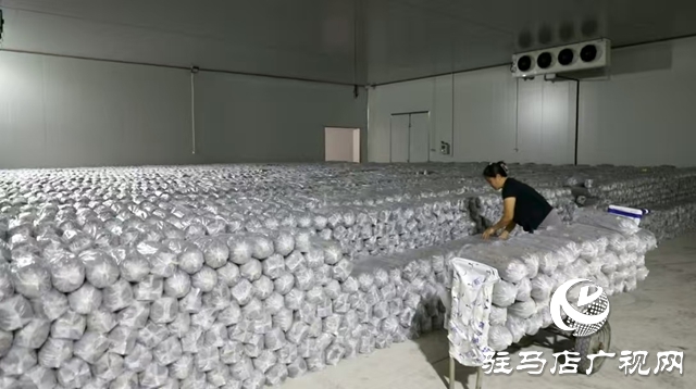 泌陽縣:菌棒生產(chǎn)助力食用菌產(chǎn)業(yè)多元化發(fā)展