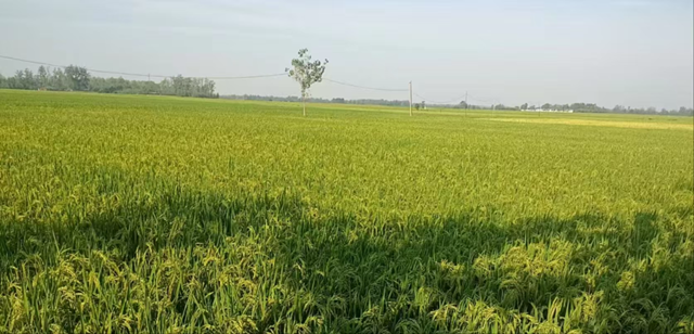 正陽縣陡溝鎮(zhèn)尚田村：百眼機井成為村民豐收的“希望井”