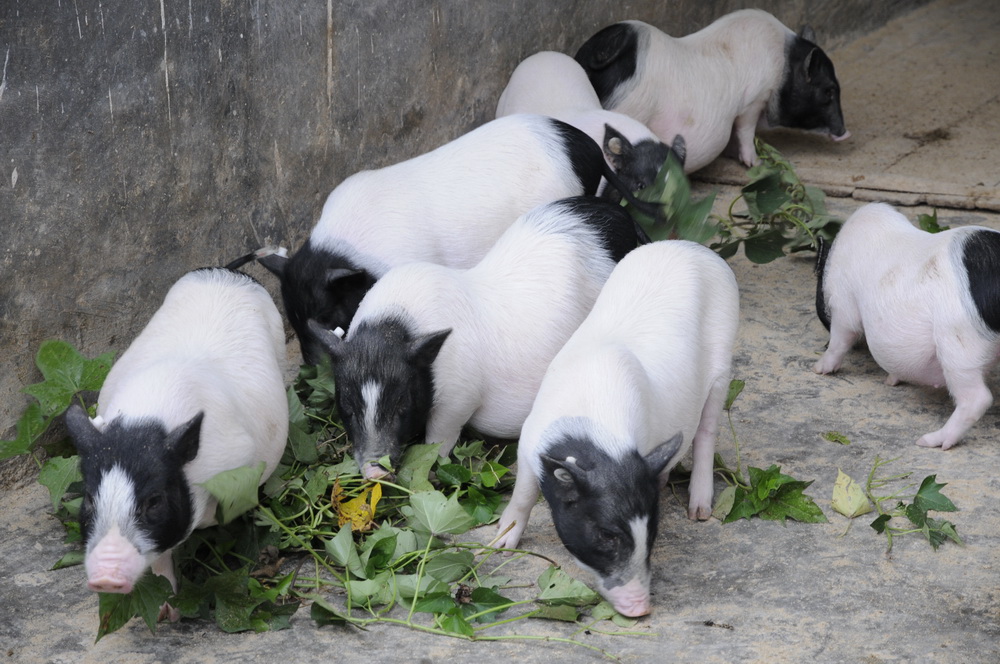 世界首例！中國團(tuán)隊將基因編輯豬肺成功移植人體
