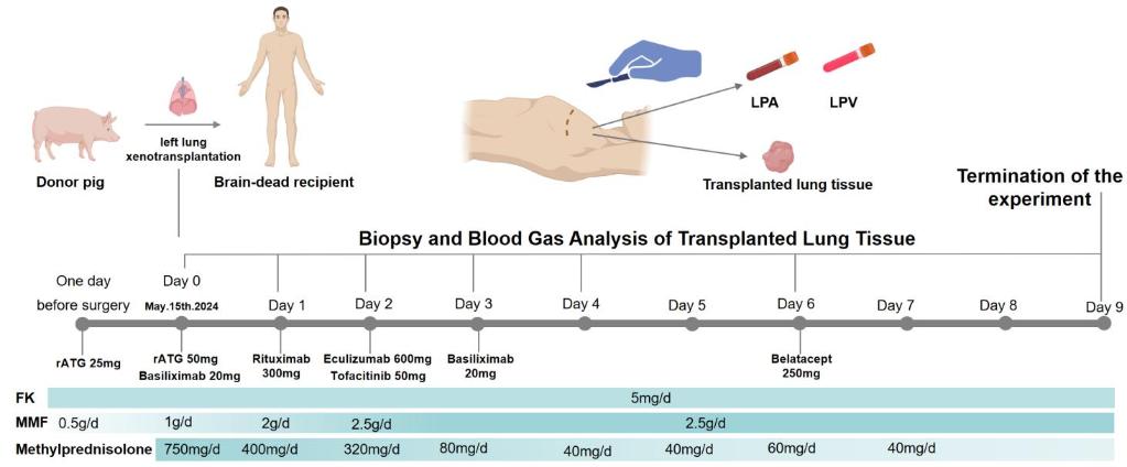 世界首例！中國團(tuán)隊將基因編輯豬肺成功移植人體