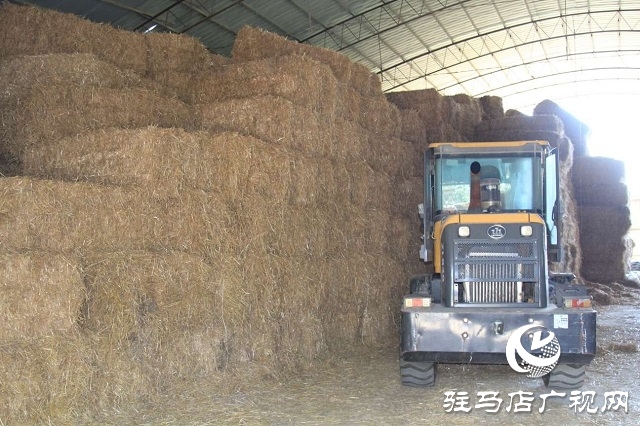 新蔡李橋:秸稈“變身”優(yōu)質(zhì)飼料 綠色產(chǎn)業(yè)賦能鄉(xiāng)村振興