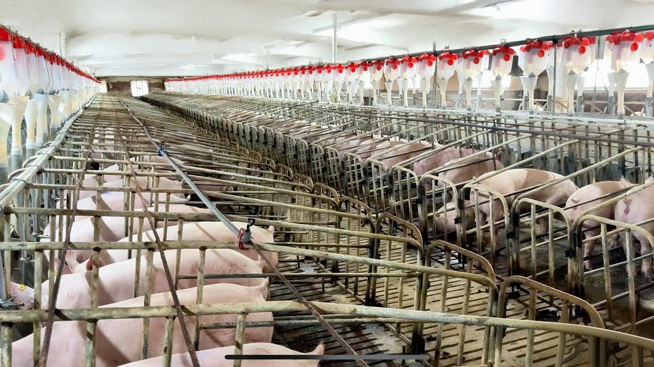 汝南縣泰和牧業(yè)引領(lǐng)行業(yè)發(fā)展新方向