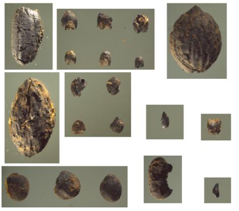 中國人“種地DNA”的源頭，藏在8000年前的河南