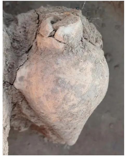 中國人“種地DNA”的源頭，藏在8000年前的河南