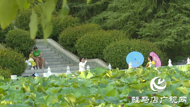 駐馬店置地公園：夏荷未盡秋意顯 荷塘景致引客來