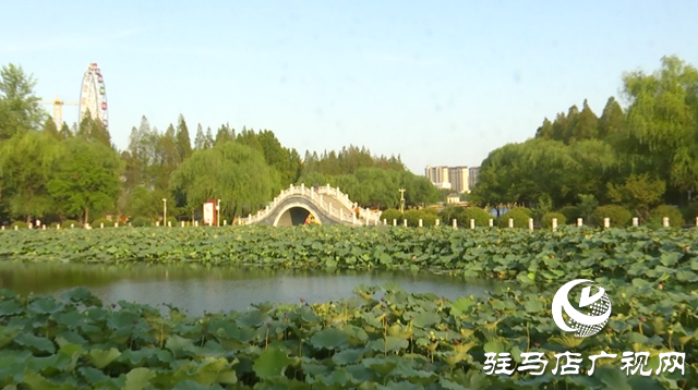 駐馬店置地公園：夏荷未盡秋意顯 荷塘景致引客來
