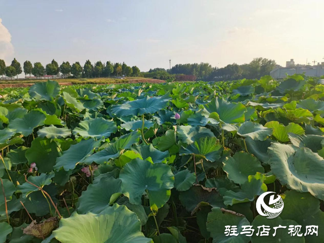 汝南縣：蓮藕鋪就致富路 群眾喜獲“水中金”