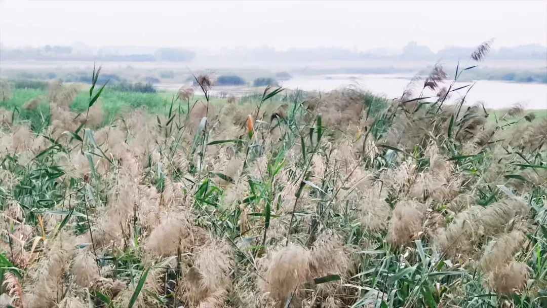 每到傍晚，這個地方的景色很夢幻...