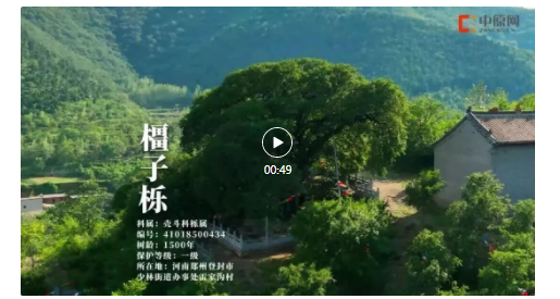 古樹(shù)長(zhǎng)歌 | 嵩山腳下古道邊，七棵櫟樹(shù)跨越千年