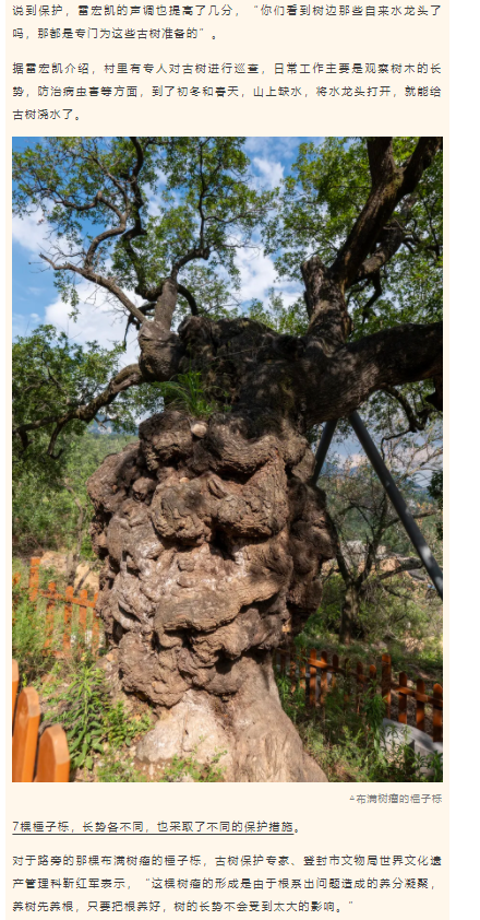 古樹(shù)長(zhǎng)歌 | 嵩山腳下古道邊，七棵櫟樹(shù)跨越千年