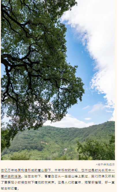 古樹(shù)長(zhǎng)歌 | 嵩山腳下古道邊，七棵櫟樹(shù)跨越千年