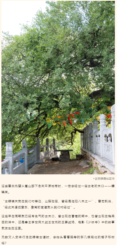 古樹(shù)長(zhǎng)歌 | 嵩山腳下古道邊，七棵櫟樹(shù)跨越千年