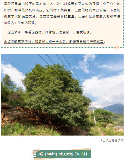 古樹(shù)長(zhǎng)歌 | 嵩山腳下古道邊，七棵櫟樹(shù)跨越千年