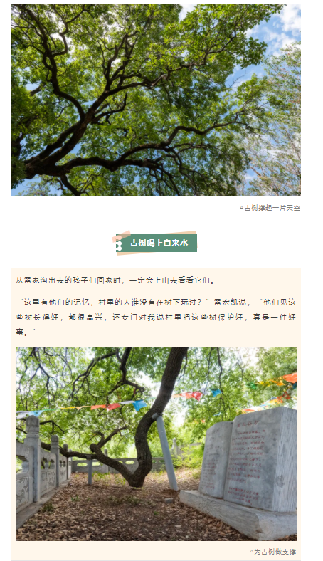 古樹(shù)長(zhǎng)歌 | 嵩山腳下古道邊，七棵櫟樹(shù)跨越千年