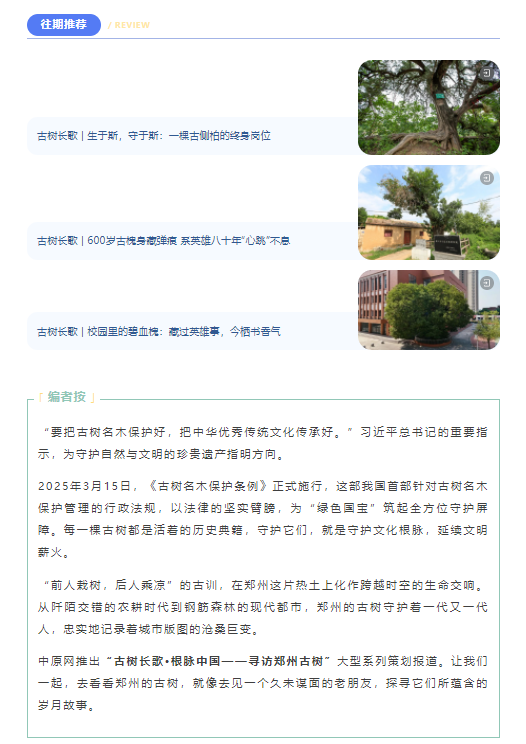 古樹(shù)長(zhǎng)歌 | 嵩山腳下古道邊，七棵櫟樹(shù)跨越千年