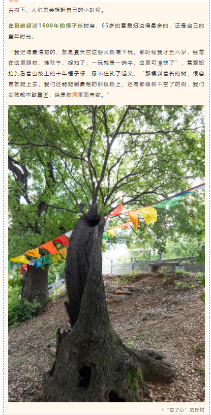 古樹(shù)長(zhǎng)歌 | 嵩山腳下古道邊，七棵櫟樹(shù)跨越千年